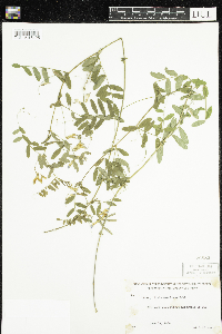 Vicia americana image