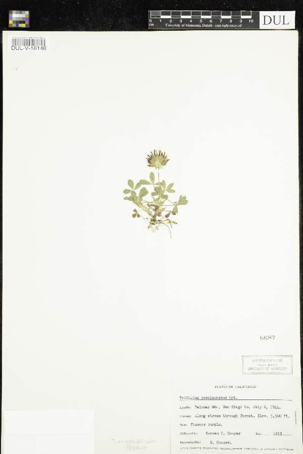 Trifolium involucratum image