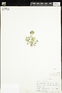 Image of Trifolium involucratum