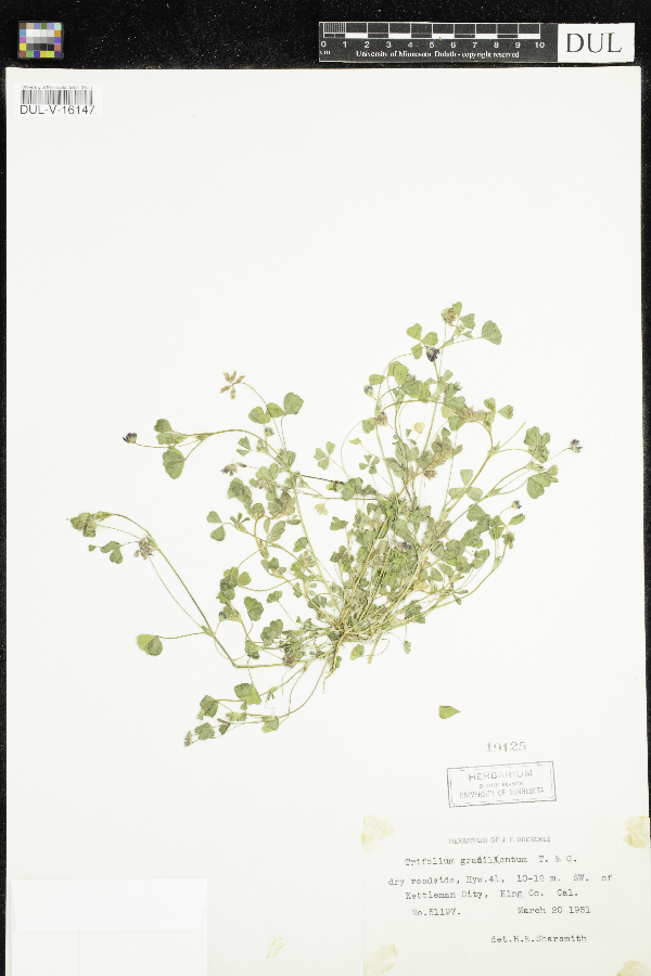 Trifolium gracilentum image