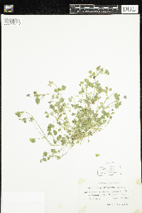 Image of Trifolium gracilentum