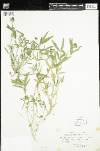 Trifolium tridentatum image