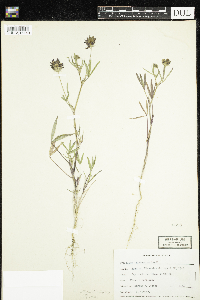 Trifolium tridentatum image