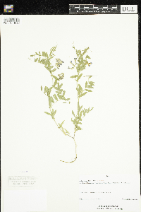 Vicia americana var. americana image