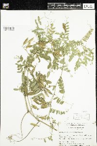 Vicia americana var. americana image