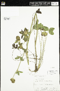 Trifolium pratense image