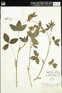 Trifolium pratense image