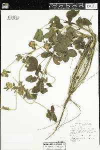 Trifolium pratense image