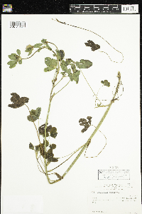 Trifolium pratense image