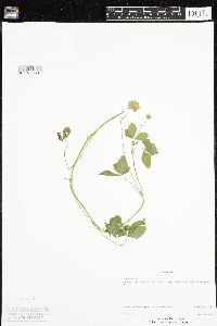 Trifolium pratense image