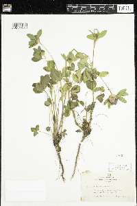 Trifolium pratense image