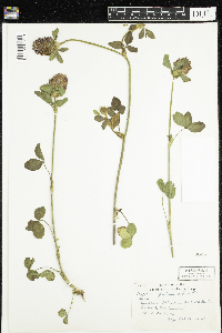 Trifolium pratense image