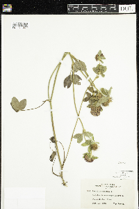 Trifolium pratense image