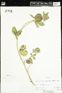 Trifolium pratense image