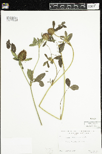 Trifolium pratense image