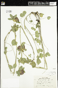 Trifolium pratense image