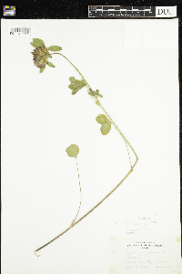 Trifolium pratense image