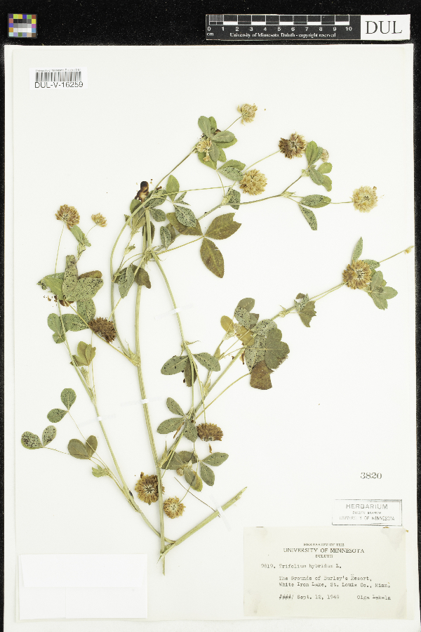 Trifolium image