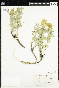 Thermopsis rhombifolia image