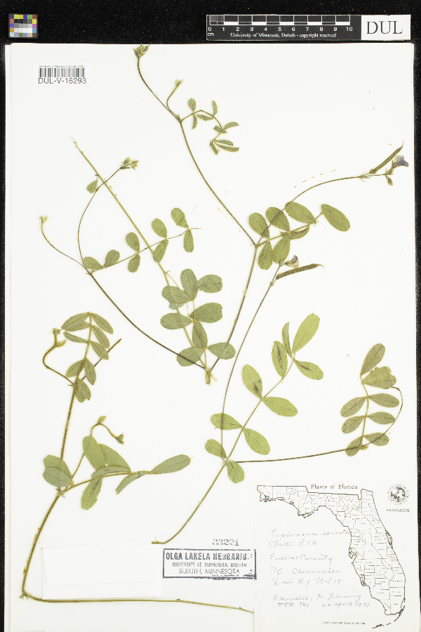 Tephrosia spicata image