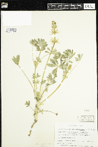 Lupinus densiflorus image