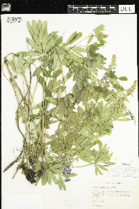 Lupinus parviflorus image