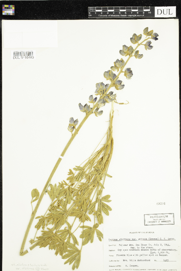 Lupinus albifrons var. eminens image
