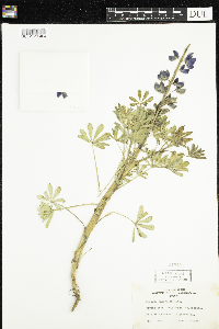 Lupinus andersonii image