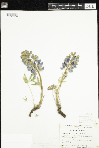 Lupinus arcticus image