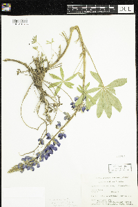 Lupinus arcticus image