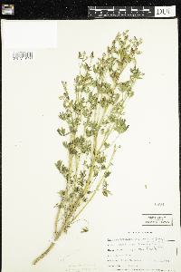 Lupinus arizonicus image