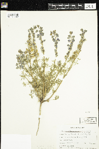 Lupinus arizonicus image