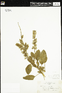 Lupinus diffusus image