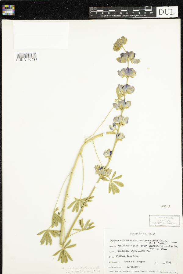 Lupinus excubitus var. austromontanus image