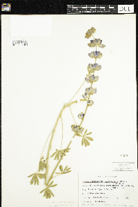 Lupinus excubitus var. austromontanus image