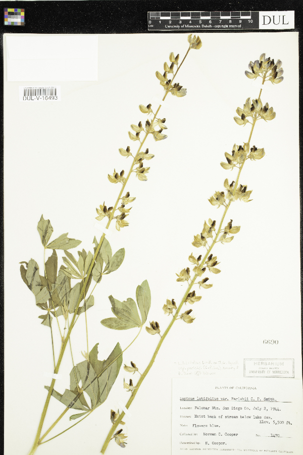 Lupinus latifolius subsp. parishii image