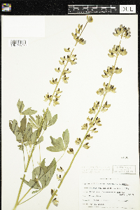 Lupinus latifolius subsp. parishii image