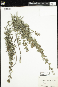 Lespedeza virginica image