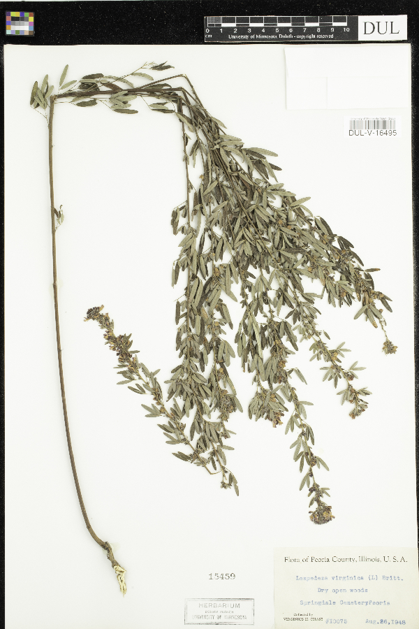 Lespedeza virginica image