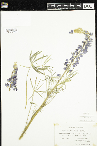 Lupinus sparsiflorus image