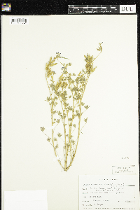 Lupinus bicolor subsp. microphyllus image