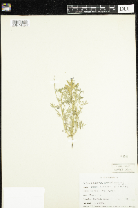 Lupinus bicolor subsp. microphyllus image