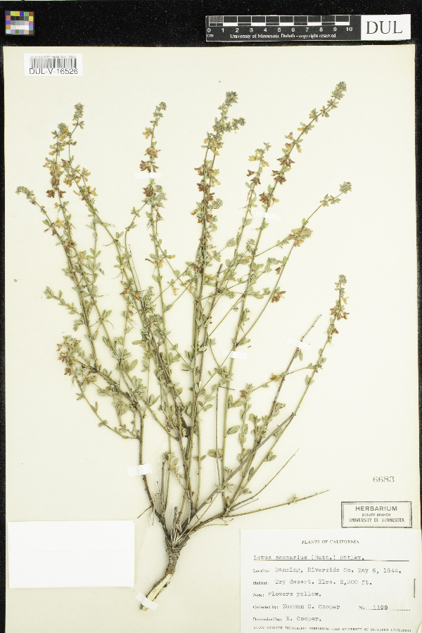 Lotus scoparius image
