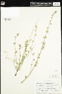 Lotus scoparius image