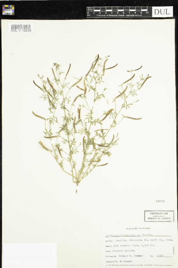 Lotus strigosus image