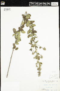 Lespedeza hirta image