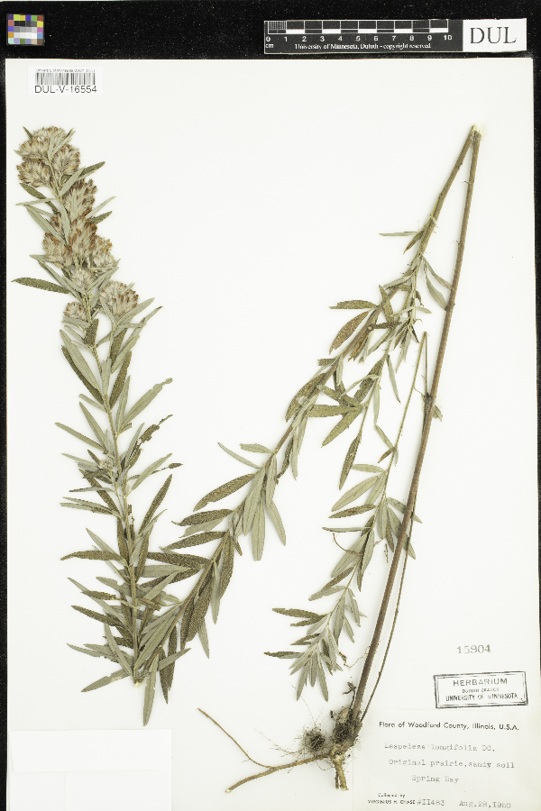 Lespedeza x longifolia image