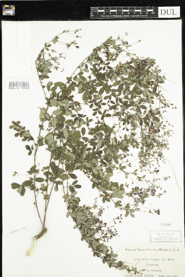 Lespedeza repens image