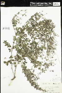 Image of Lespedeza repens