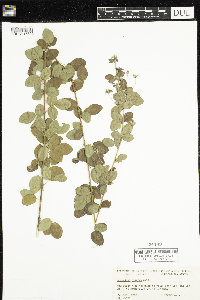 Lespedeza stuevei image